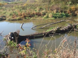 Mrtvé dřevo v korytě řeky Odry. Jak ovlivňuje chování řeky? Jak dlouho zde je a při jak extrémní události může být přeplaveno dále?