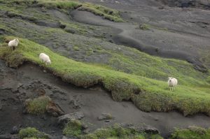 Ovce pasoucí se trávou prorůstající sopečným popelem, vzdušnou čarou cca 11 km od sopky Eyjafjallajökull (červenec 2010).