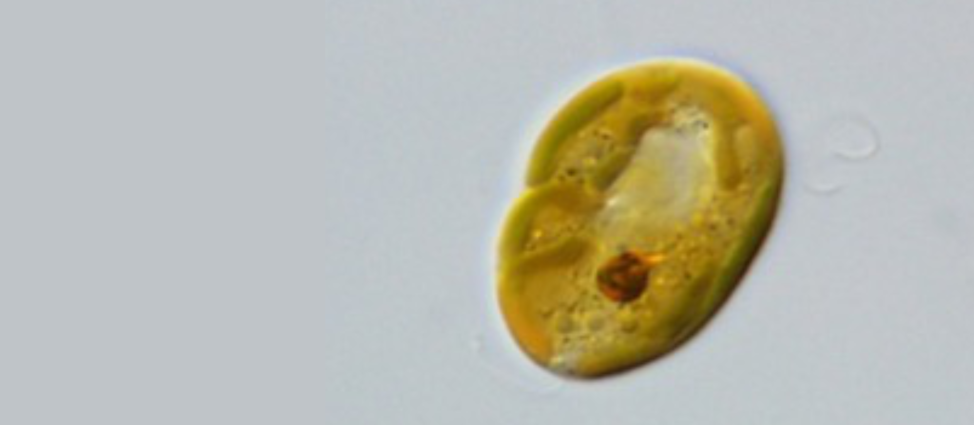 Vědci Přírodovědecké fakulty slaví další úspěch. Popsali novou třídu řas