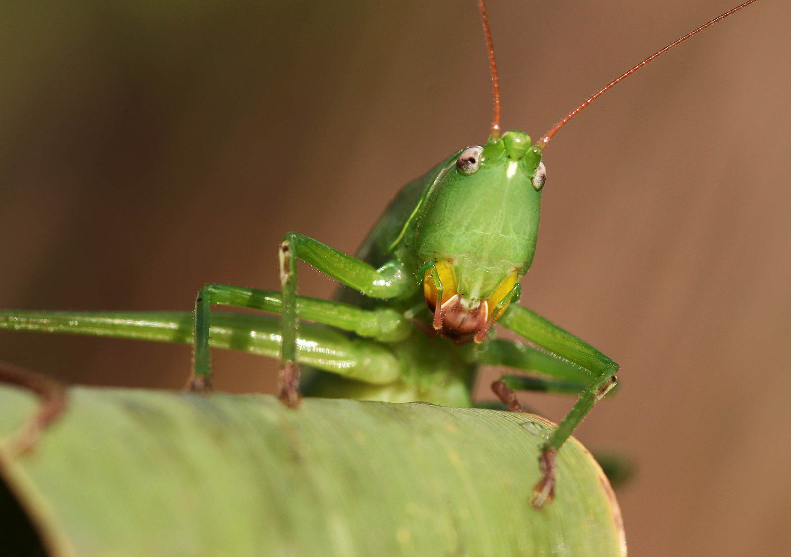 Ostravští biologové prokázali expanzi teplomilné kobylky na sever