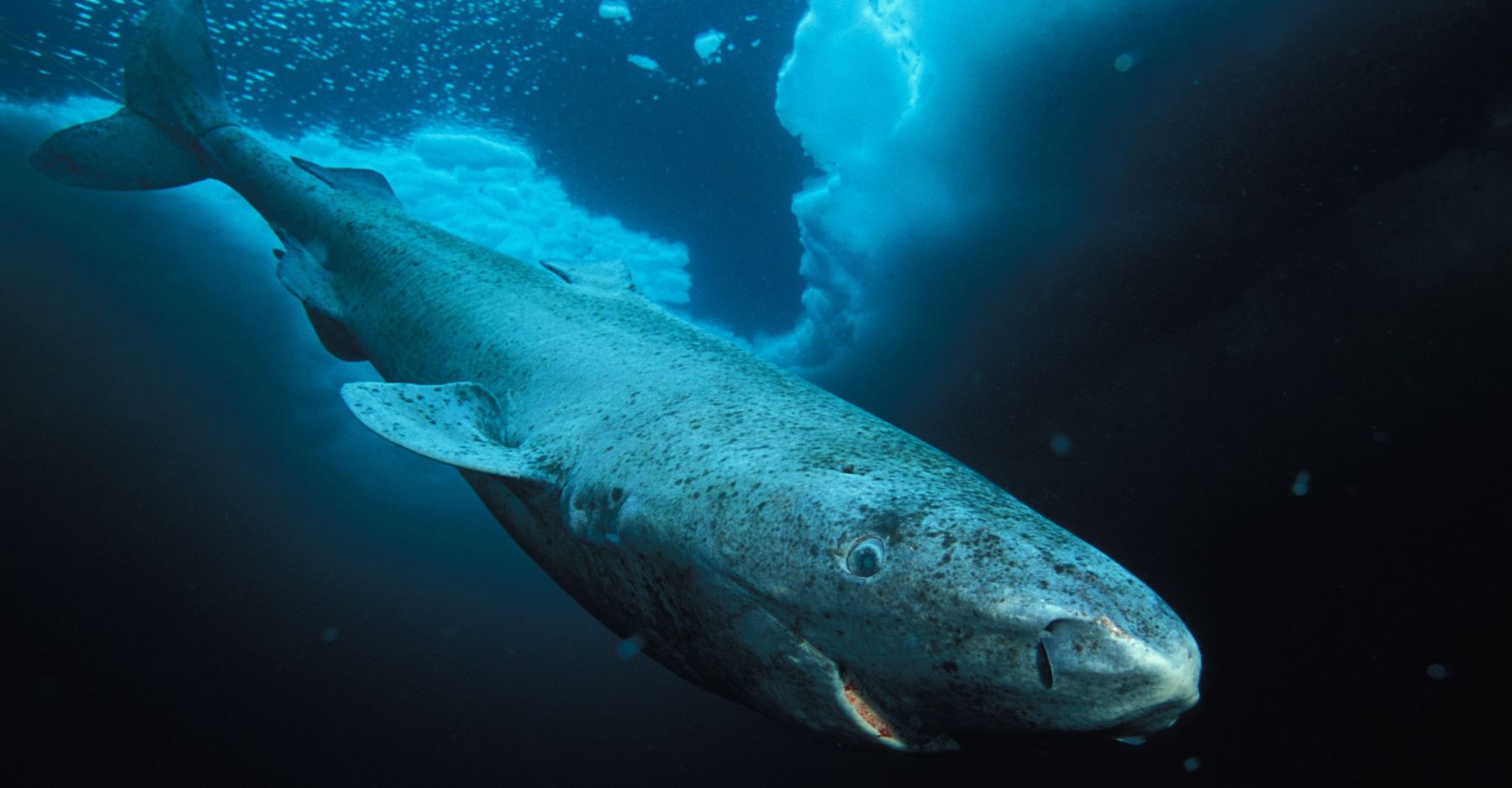 Na stopě dlouhověkosti: ostravští vědci zkoumají genetický kód velryb a&nbsp;nesmrtelných medúz