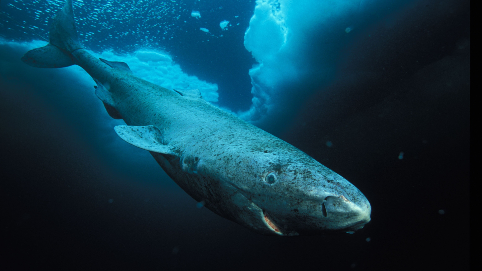 Ostravští vědci zkusí odhalit rébus dlouhověkosti žraloka malohlavého