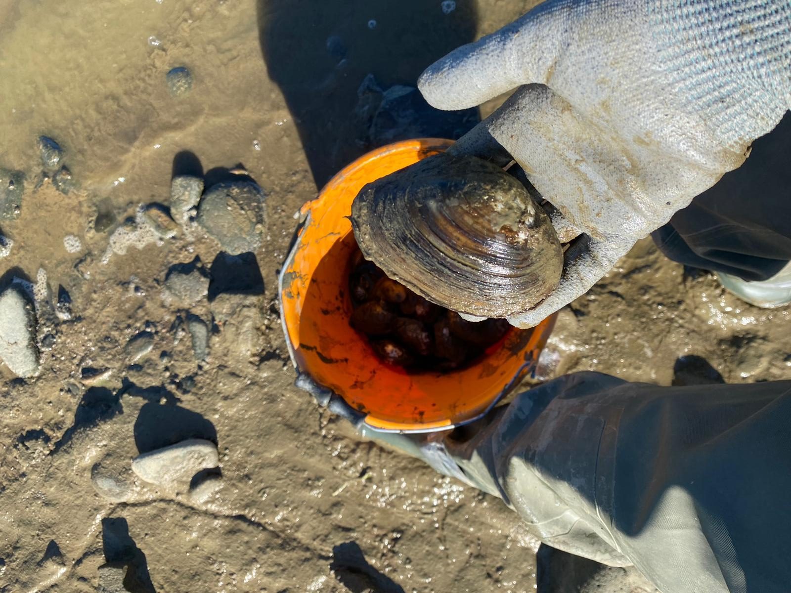 Jak jsme zachraňovali měkkýše z&nbsp;Bašky