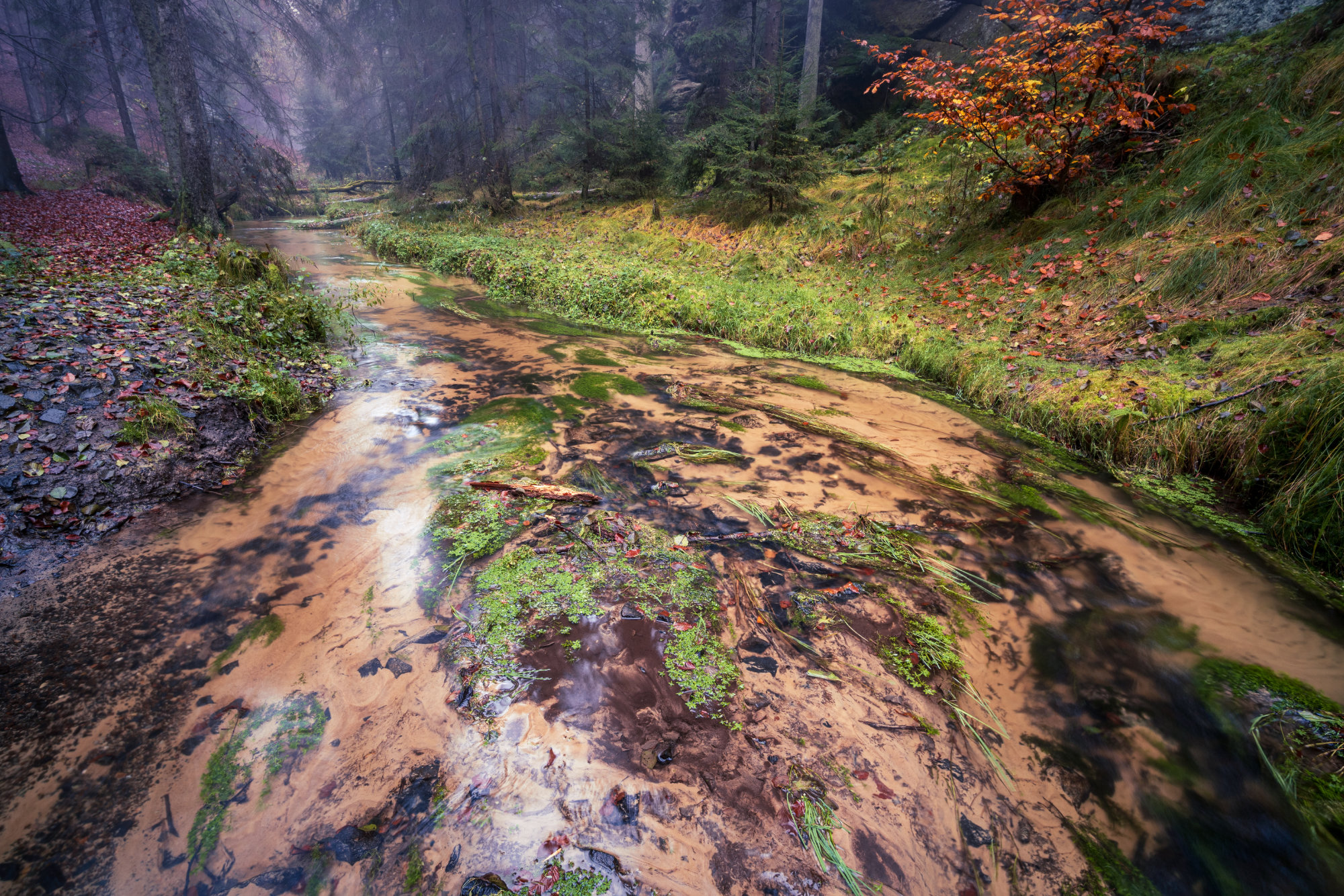 Výstava na Hladnově přiblíží snahy o&nbsp;návrat lososů do českých řek