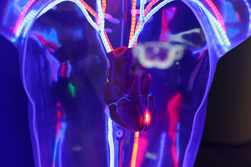 Vědci z&nbsp;LERCO vytvořili funkční model srdce. Slouží jako výuková pomůcka i&nbsp;popularizační exponát